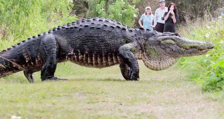 watch-massive-alligator-may-be-world-s-largest-blurred-culture