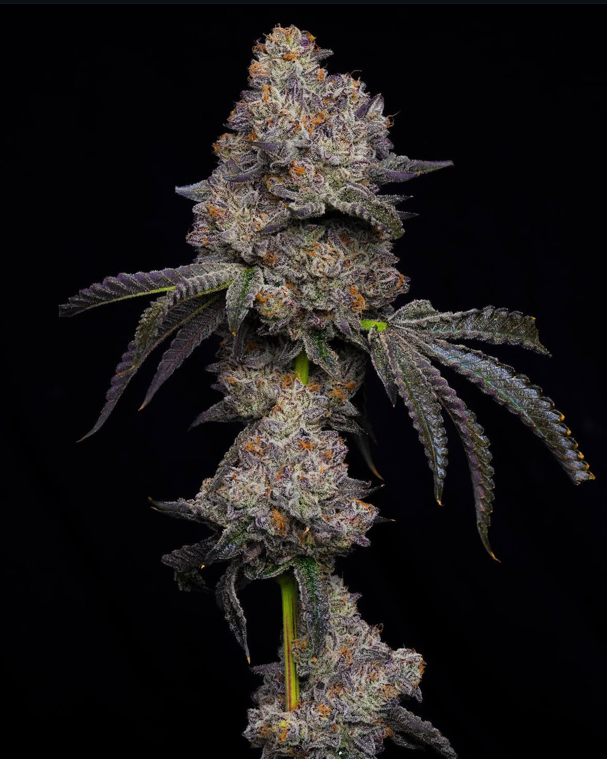 nativecare